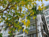 Hồ Tây bất ngờ nhuộm vàng rực rỡ trong sắc hoa muồng hoàng yến