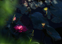 Ngắm những bức ảnh cực đẹp tại Triển lãm 