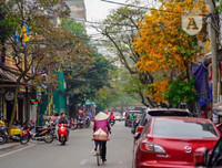 Phố Hà Nội đẹp ngỡ ngàng mùa cây trút lá