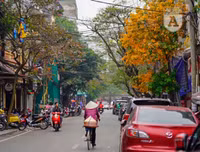 Phố Hà Nội đẹp ngỡ ngàng mùa cây trút lá