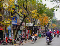 Phố Hà Nội đẹp ngỡ ngàng mùa cây trút lá
