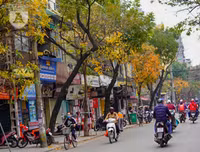Phố Hà Nội đẹp ngỡ ngàng mùa cây trút lá