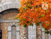 Phố Hà Nội đẹp ngỡ ngàng mùa cây trút lá