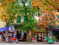 Phố Hà Nội đẹp ngỡ ngàng mùa cây trút lá