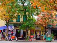 Phố Hà Nội đẹp ngỡ ngàng mùa cây trút lá