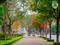 Phố Hà Nội đẹp ngỡ ngàng mùa cây trút lá