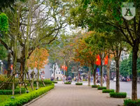 Phố Hà Nội đẹp ngỡ ngàng mùa cây trút lá