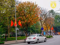 Phố Hà Nội đẹp ngỡ ngàng mùa cây trút lá