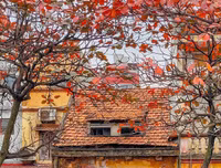 Phố Hà Nội đẹp ngỡ ngàng mùa cây trút lá