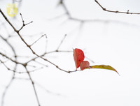 Phố Hà Nội đẹp ngỡ ngàng mùa cây trút lá