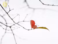 Phố Hà Nội đẹp ngỡ ngàng mùa cây trút lá