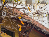 Phố Hà Nội đẹp ngỡ ngàng mùa cây trút lá