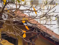 Phố Hà Nội đẹp ngỡ ngàng mùa cây trút lá