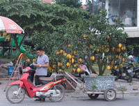Phố phường Hà Nội ngập tràn không khí Tết