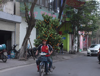 Phố phường Hà Nội ngập tràn không khí Tết