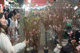 Người dân đi chợ Hoa Xuân Phố cổ, chọn mua cành đào ưng ý.