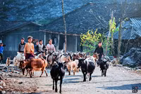 [ẢNH] Cái rét mướt của mùa đông vùng cao qua ánh nhìn trẻ thơ