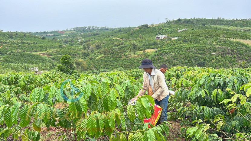dong-bao-tay-nguyen-cham-soc-cay-ca-phe-o-nong-truong-lam-ha-lam-dong.jpg