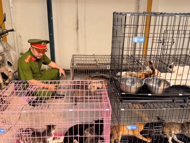 Phá đường dây chuyên trộm cắp mèo quy mô lớn tại Hà Nội