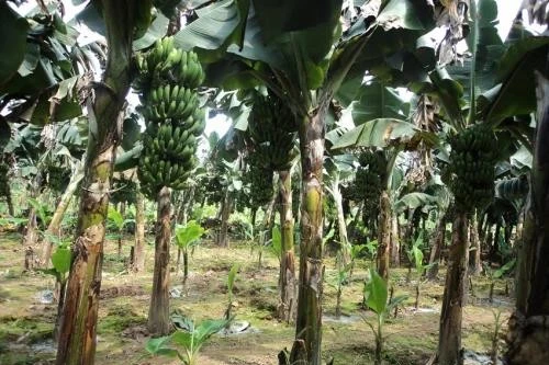 Chỉ vì buồng chuối, em trai sát hại anh ruột