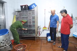 Phát hiện liên tiếp 2 vụ “nấu cao hổ”