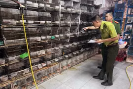 Công an Hà Nội phát hiện 2 cơ sở kinh doanh, nuôi nhốt số lượng lớn chim hoang dã trái phép
