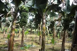 Chỉ vì buồng chuối, em trai sát hại anh ruột