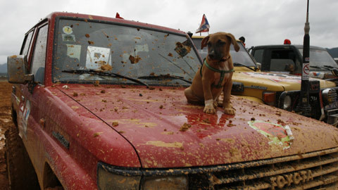 Chú chó này đến từ nước bạn Lào cũng có mặt tại đường đua xem ông chủ tranh tài.