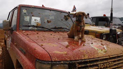 Chú chó này đến từ nước bạn Lào cũng có mặt tại đường đua xem ông chủ tranh tài.