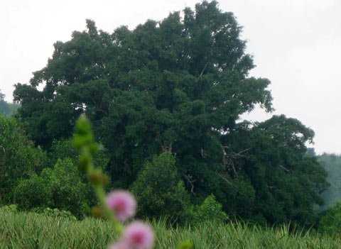 Toàn cảnh khối đá, thân cây, ngọn cây sanh bao bọc nằm uy nghi giữa núi rừng. Hòn đá hoa cương trên cùng được giới cây cảnh xem là “rồng ngậm ngọc”. Năm tháng lớn lên trong sự già nua của thân và rễ cây sanh ngàn tuổi Toả bóng từ trên cao Rễ cây mọc chằng chịt ôm trọn khối đá hoa cương hạt nhỏ Rễ đâm thẳng vào khe hở của khối đá lớn Nhiều hình thế của một “con rồng” hay phượng uốn lượn trên không trung Rễ cây già cỗi là nơi mọi người làm bậc thang leo lên “mâm xôi con gà” Hai trong 4 rễ cây nằm xung quanh khối đá lớn to bằng cột nhà. Cận cảnh “mâm xôi con gà”. Cây sanh được nhìn từ xa