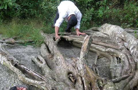 Toàn cảnh khối đá, thân cây, ngọn cây sanh bao bọc nằm uy nghi giữa núi rừng. Hòn đá hoa cương trên cùng được giới cây cảnh xem là “rồng ngậm ngọc”. Năm tháng lớn lên trong sự già nua của thân và rễ cây sanh ngàn tuổi Toả bóng từ trên cao Rễ cây mọc chằng chịt ôm trọn khối đá hoa cương hạt nhỏ Rễ đâm thẳng vào khe hở của khối đá lớn Nhiều hình thế của một “con rồng” hay phượng uốn lượn trên không trung Rễ cây già cỗi là nơi mọi người làm bậc thang leo lên “mâm xôi con gà” Hai trong 4 rễ cây nằm xung quanh khối đá lớn to bằng cột nhà. Cận cảnh “mâm xôi con gà”. Cây sanh được nhìn từ xa