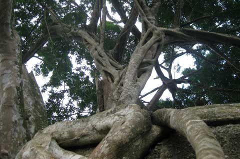 Toàn cảnh khối đá, thân cây, ngọn cây sanh bao bọc nằm uy nghi giữa núi rừng. Hòn đá hoa cương trên cùng được giới cây cảnh xem là “rồng ngậm ngọc”. Năm tháng lớn lên trong sự già nua của thân và rễ cây sanh ngàn tuổi Toả bóng từ trên cao Rễ cây mọc chằng chịt ôm trọn khối đá hoa cương hạt nhỏ Rễ đâm thẳng vào khe hở của khối đá lớn Nhiều hình thế của một “con rồng” hay phượng uốn lượn trên không trung Rễ cây già cỗi là nơi mọi người làm bậc thang leo lên “mâm xôi con gà” Hai trong 4 rễ cây nằm xung quanh khối đá lớn to bằng cột nhà. Cận cảnh “mâm xôi con gà”. Cây sanh được nhìn từ xa