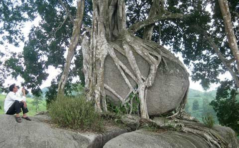 Toàn cảnh khối đá, thân cây, ngọn cây sanh bao bọc nằm uy nghi giữa núi rừng. Hòn đá hoa cương trên cùng được giới cây cảnh xem là “rồng ngậm ngọc”. Năm tháng lớn lên trong sự già nua của thân và rễ cây sanh ngàn tuổi Toả bóng từ trên cao Rễ cây mọc chằng chịt ôm trọn khối đá hoa cương hạt nhỏ Rễ đâm thẳng vào khe hở của khối đá lớn Nhiều hình thế của một “con rồng” hay phượng uốn lượn trên không trung Rễ cây già cỗi là nơi mọi người làm bậc thang leo lên “mâm xôi con gà” Hai trong 4 rễ cây nằm xung quanh khối đá lớn to bằng cột nhà. Cận cảnh “mâm xôi con gà”. Cây sanh được nhìn từ xa