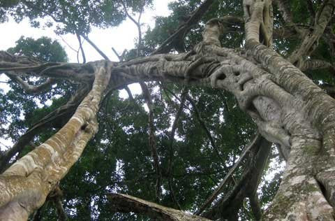 Toàn cảnh khối đá, thân cây, ngọn cây sanh bao bọc nằm uy nghi giữa núi rừng. Hòn đá hoa cương trên cùng được giới cây cảnh xem là “rồng ngậm ngọc”. Năm tháng lớn lên trong sự già nua của thân và rễ cây sanh ngàn tuổi Toả bóng từ trên cao Rễ cây mọc chằng chịt ôm trọn khối đá hoa cương hạt nhỏ Rễ đâm thẳng vào khe hở của khối đá lớn Nhiều hình thế của một “con rồng” hay phượng uốn lượn trên không trung Rễ cây già cỗi là nơi mọi người làm bậc thang leo lên “mâm xôi con gà” Hai trong 4 rễ cây nằm xung quanh khối đá lớn to bằng cột nhà. Cận cảnh “mâm xôi con gà”. Cây sanh được nhìn từ xa