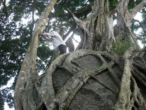 Toàn cảnh khối đá, thân cây, ngọn cây sanh bao bọc nằm uy nghi giữa núi rừng. Hòn đá hoa cương trên cùng được giới cây cảnh xem là “rồng ngậm ngọc”. Năm tháng lớn lên trong sự già nua của thân và rễ cây sanh ngàn tuổi Toả bóng từ trên cao Rễ cây mọc chằng chịt ôm trọn khối đá hoa cương hạt nhỏ Rễ đâm thẳng vào khe hở của khối đá lớn Nhiều hình thế của một “con rồng” hay phượng uốn lượn trên không trung Rễ cây già cỗi là nơi mọi người làm bậc thang leo lên “mâm xôi con gà” Hai trong 4 rễ cây nằm xung quanh khối đá lớn to bằng cột nhà. Cận cảnh “mâm xôi con gà”. Cây sanh được nhìn từ xa