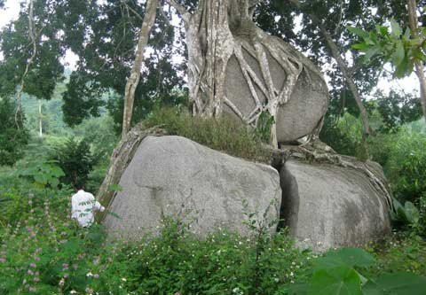 Toàn cảnh khối đá, thân cây, ngọn cây sanh bao bọc nằm uy nghi giữa núi rừng.