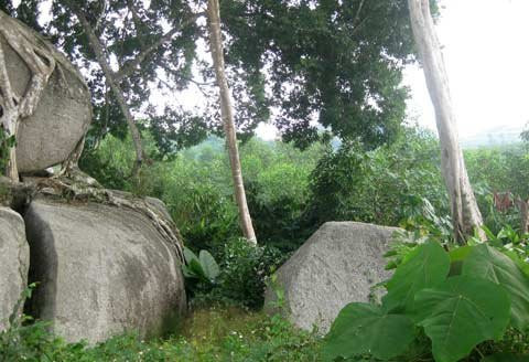 Toàn cảnh khối đá, thân cây, ngọn cây sanh bao bọc nằm uy nghi giữa núi rừng. Hòn đá hoa cương trên cùng được giới cây cảnh xem là “rồng ngậm ngọc”. Năm tháng lớn lên trong sự già nua của thân và rễ cây sanh ngàn tuổi Toả bóng từ trên cao Rễ cây mọc chằng chịt ôm trọn khối đá hoa cương hạt nhỏ Rễ đâm thẳng vào khe hở của khối đá lớn Nhiều hình thế của một “con rồng” hay phượng uốn lượn trên không trung Rễ cây già cỗi là nơi mọi người làm bậc thang leo lên “mâm xôi con gà” Hai trong 4 rễ cây nằm xung quanh khối đá lớn to bằng cột nhà. Cận cảnh “mâm xôi con gà”. Cây sanh được nhìn từ xa