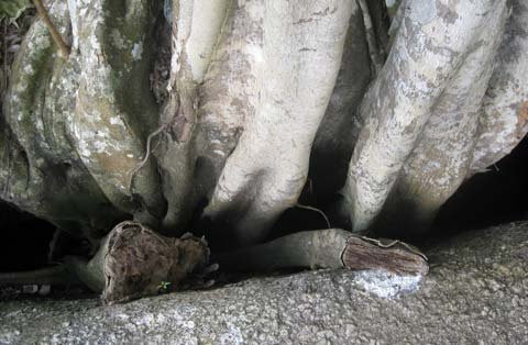 Toàn cảnh khối đá, thân cây, ngọn cây sanh bao bọc nằm uy nghi giữa núi rừng. Hòn đá hoa cương trên cùng được giới cây cảnh xem là “rồng ngậm ngọc”. Năm tháng lớn lên trong sự già nua của thân và rễ cây sanh ngàn tuổi Toả bóng từ trên cao Rễ cây mọc chằng chịt ôm trọn khối đá hoa cương hạt nhỏ Rễ đâm thẳng vào khe hở của khối đá lớn Nhiều hình thế của một “con rồng” hay phượng uốn lượn trên không trung Rễ cây già cỗi là nơi mọi người làm bậc thang leo lên “mâm xôi con gà” Hai trong 4 rễ cây nằm xung quanh khối đá lớn to bằng cột nhà. Cận cảnh “mâm xôi con gà”. Cây sanh được nhìn từ xa