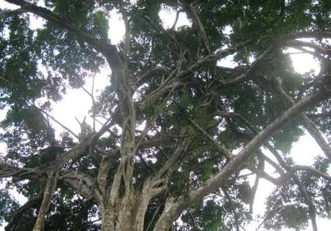 Toàn cảnh khối đá, thân cây, ngọn cây sanh bao bọc nằm uy nghi giữa núi rừng. Hòn đá hoa cương trên cùng được giới cây cảnh xem là “rồng ngậm ngọc”. Năm tháng lớn lên trong sự già nua của thân và rễ cây sanh ngàn tuổi Toả bóng từ trên cao Rễ cây mọc chằng chịt ôm trọn khối đá hoa cương hạt nhỏ Rễ đâm thẳng vào khe hở của khối đá lớn Nhiều hình thế của một “con rồng” hay phượng uốn lượn trên không trung Rễ cây già cỗi là nơi mọi người làm bậc thang leo lên “mâm xôi con gà” Hai trong 4 rễ cây nằm xung quanh khối đá lớn to bằng cột nhà. Cận cảnh “mâm xôi con gà”. Cây sanh được nhìn từ xa