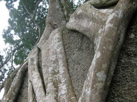 Toàn cảnh khối đá, thân cây, ngọn cây sanh bao bọc nằm uy nghi giữa núi rừng. Hòn đá hoa cương trên cùng được giới cây cảnh xem là “rồng ngậm ngọc”. Năm tháng lớn lên trong sự già nua của thân và rễ cây sanh ngàn tuổi Toả bóng từ trên cao Rễ cây mọc chằng chịt ôm trọn khối đá hoa cương hạt nhỏ Rễ đâm thẳng vào khe hở của khối đá lớn Nhiều hình thế của một “con rồng” hay phượng uốn lượn trên không trung Rễ cây già cỗi là nơi mọi người làm bậc thang leo lên “mâm xôi con gà” Hai trong 4 rễ cây nằm xung quanh khối đá lớn to bằng cột nhà. Cận cảnh “mâm xôi con gà”. Cây sanh được nhìn từ xa