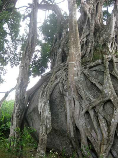 Ngắm cây sanh 'có 1 không 2', giá hàng chục tỷ ảnh 6