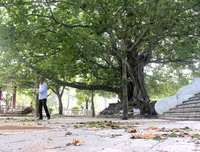 Cây bồ đề linh thiêng ở Nghĩa trang Trường Sơn