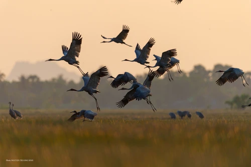 Hành trình dặm dài lần theo dấu vết của sếu đầu đỏ
