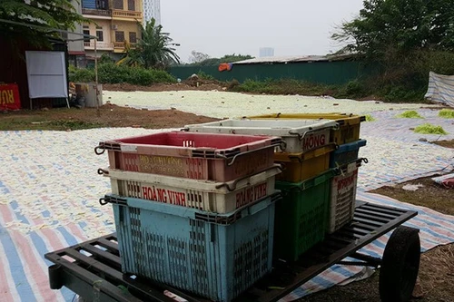  Giật mình: Phát hiện hàng tấn nguyên liệu làm mứt Tết phơi trên sân đất