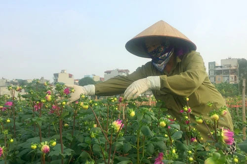 Làng Khương Hạ vào mùa hoa Tết