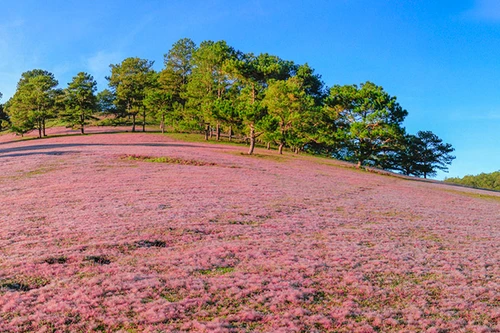 Khám phá đồi cỏ hồng đẹp như cổ tích ở Đà Lạt