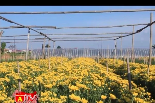 Tây Tựu – Làng hoa yên bình đón Tết