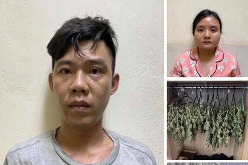 Bắt giữ cặp vợ chồng trồng cất giấu cần sa trong tủ quần áo