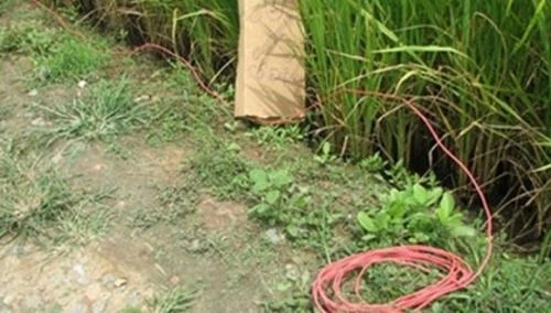 Hà Nội: Dùng điện để bẫy chuột ở ruộng lúa khiến một người đàn ông tử vong