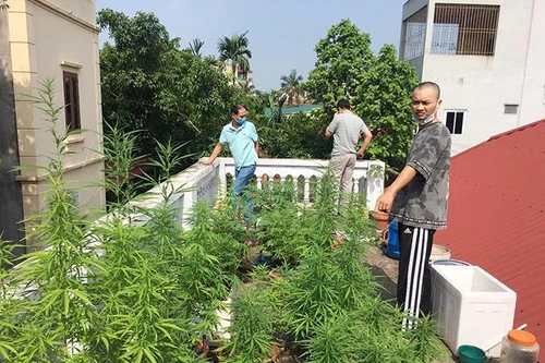 Hà Nội: Liên tiếp phát hiện các vụ trồng cần sa trong nhà, vườn